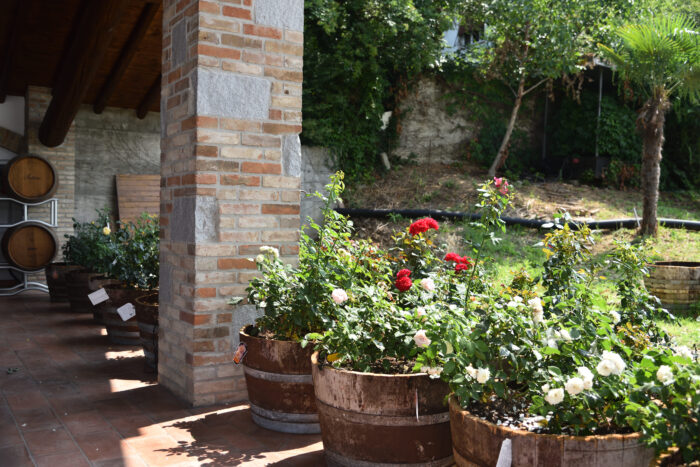 Enoturismo Bellaria