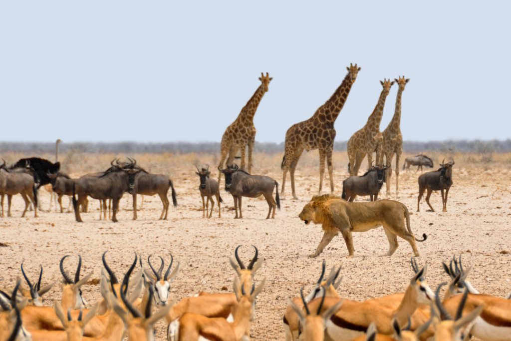 safari africa