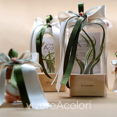let Love grow, Tillandsia